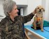 Dog-assisted therapy to improve well-being