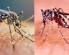 Health alert in Cuba due to increase in Dengue and Oropouche fever