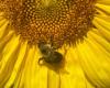 What plants keep bees on a healthy diet