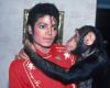 The new life of Michael Jackson’s chimpanzee at 41 years old: “Live a good old age” – Trending topic
