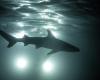 Sharks are learning to prey near ships, warns