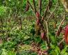 Researchers identify new diseases in native Amazon cocoa