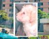 Woman threw a dog from the 12th floor in an act of revenge against her ex