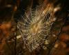 Memory, that spider web where stories nest and are knotted