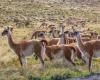 Progress in the protection of guanacos